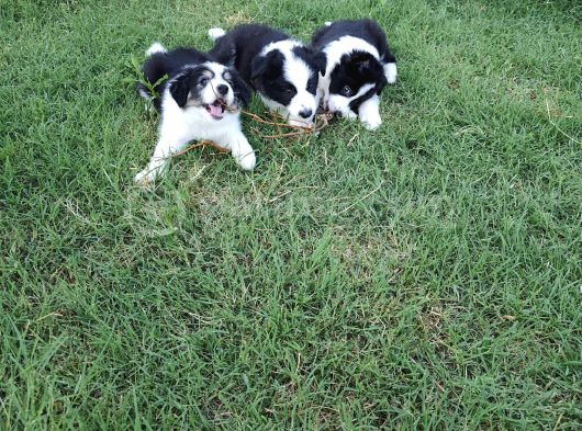 Dalamanda Safkan Border Collie Bebeklerimiz görsel