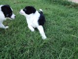 Dalamanda Safkan Border Collie Bebeklerimiz
