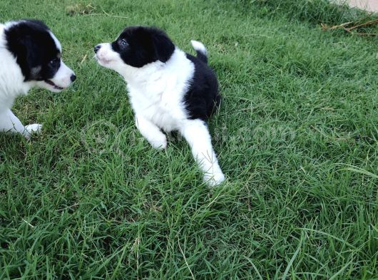 Dalamanda Safkan Border Collie Bebeklerimiz görsel