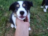 Dalamanda Safkan Border Collie Bebeklerimiz
