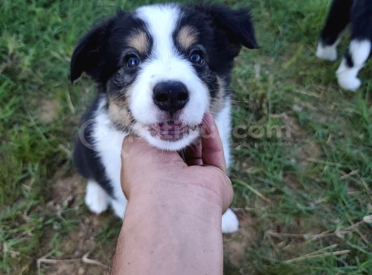 Dalamanda Safkan Border Collie Bebeklerimiz görsel