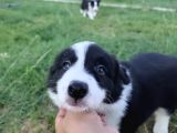 Dalamanda Safkan Border Collie Bebeklerimiz
