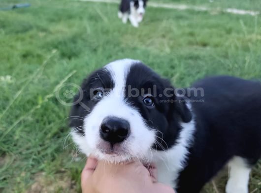 Dalamanda Safkan Border Collie Bebeklerimiz görsel