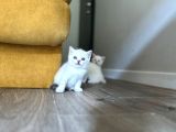 Point ve White British Shorthair Yavrular