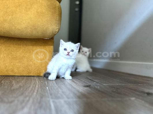 Point Ve White British Shorthair Yavrular