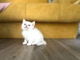 Point Ve White British Shorthair Yavrular
