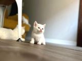 Point Ve White British Shorthair Yavrular