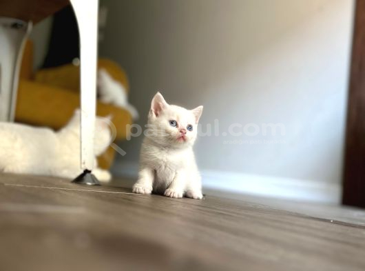 Point Ve White British Shorthair Yavrular görsel