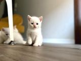 Point Ve White British Shorthair Yavrular