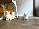 Point Ve White British Shorthair Yavrular
