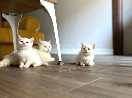 Point Ve White British Shorthair Yavrular görsel
