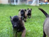 Belçika Malinois Yavrular
