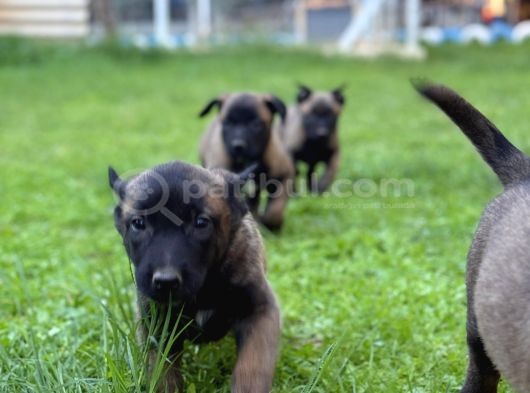 Belçika Malinois Yavrular görsel