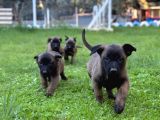 Belçika Malinois Yavrular