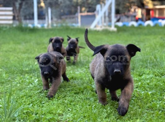 Belçika Malinois Yavrular görsel