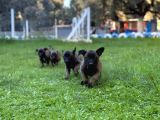 Belçika Malinois Yavrular