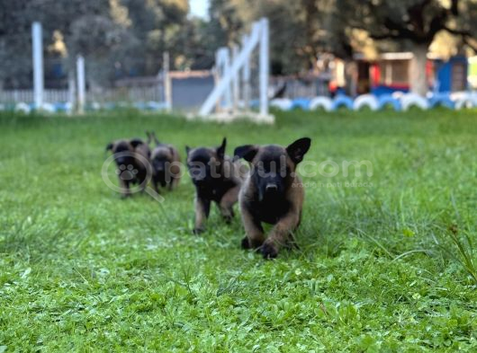 Belçika Malinois Yavrular görsel