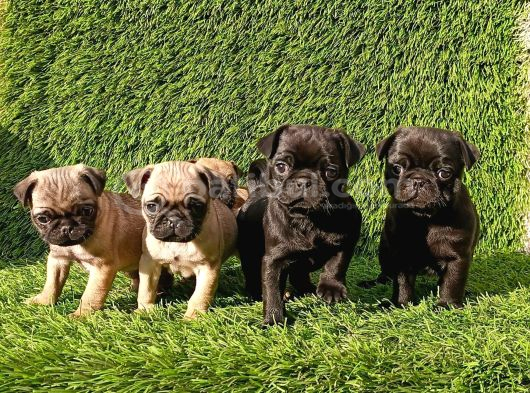 Pug Mobs Bebekler