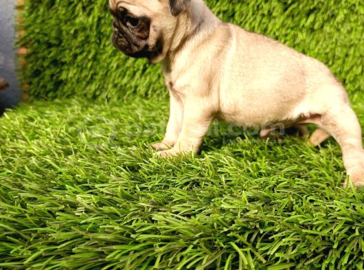 Pug Mobs Bebekler görsel