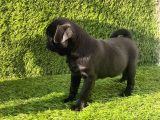 Pug Mobs Bebekler