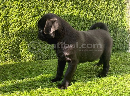 Pug Mobs Bebekler görsel