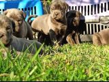 Cane Corso İtaliano Yavrular