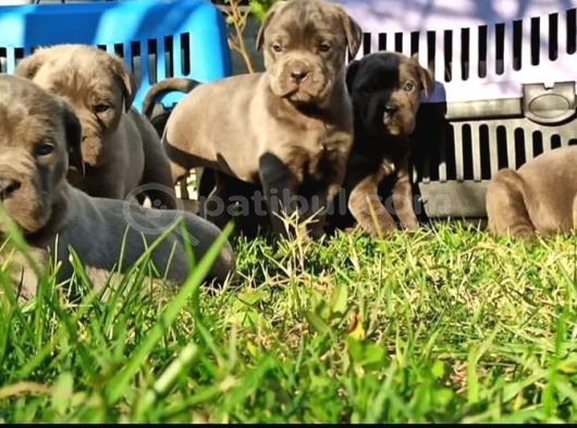 Cane Corso İtaliano Yavrular görsel