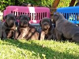 Cane Corso İtaliano Yavrular