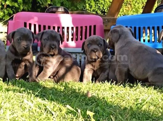Cane Corso İtaliano Yavrular görsel