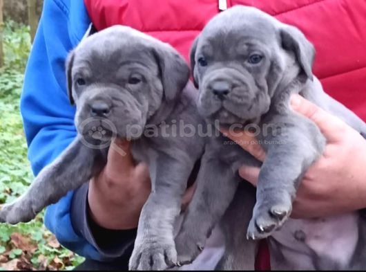 Cane Corso İtaliano Yavrular görsel