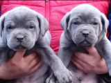 Cane corso İtaliano yavrular