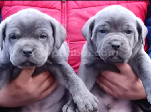 Cane Corso İtaliano Yavrular