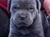 Cane Corso İtaliano Yavrular