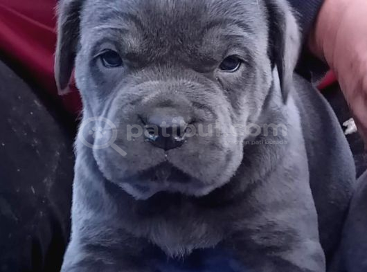 Cane Corso İtaliano Yavrular görsel