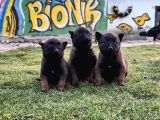 Belçika Malinois Yavrular