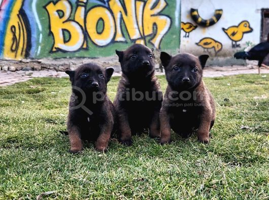 Belçika Malinois Yavrular görsel