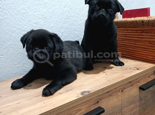 Pug Mobs Bebekler görsel