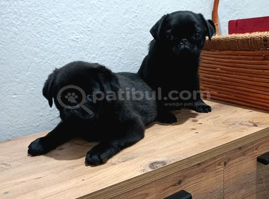 Pug Mobs Bebekler görsel