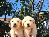 Baby Face Golden Retriever