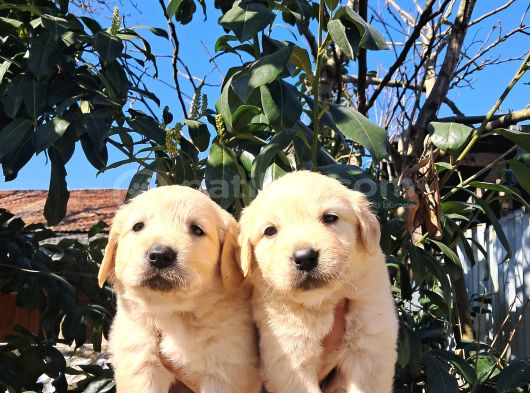 Baby Face Golden Retriever görsel
