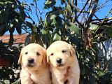 Baby face golden retriever