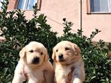 Baby Face Golden Retriever
