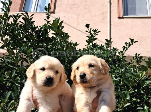 Baby Face Golden Retriever görsel