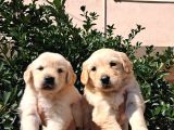 Baby Face Golden Retriever