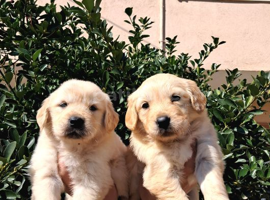 Baby Face Golden Retriever görsel