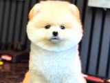 Pomeranian Boo Bebişler