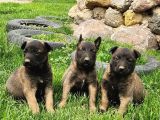 Belçika malinois yavrular