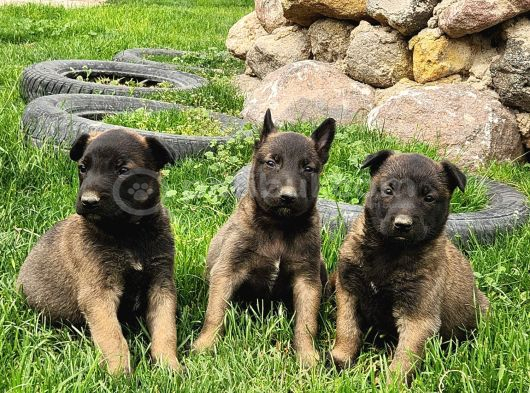 Belçika Malinois Yavrular