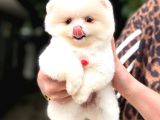 Pomeranian boo bebişler