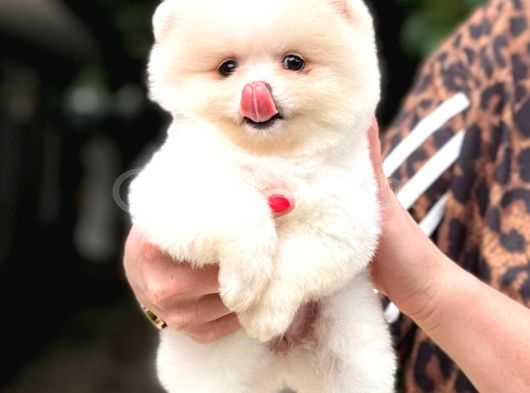 Pomeranian Boo Bebişler